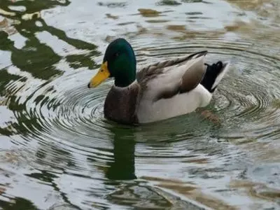 How much does a duck weigh in pounds?