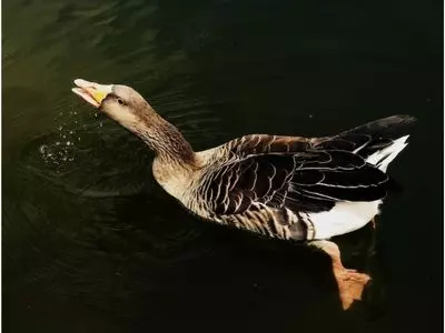 duck swimming and kicking