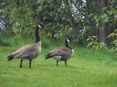 Two geese in the grass