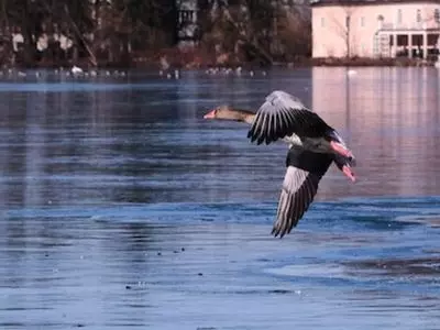 goose over water