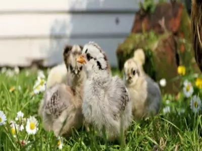 how to care for quail chicks