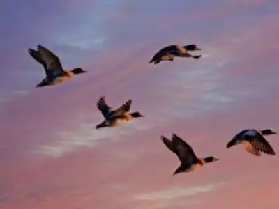 five ducks flying in the sky with a sunset 