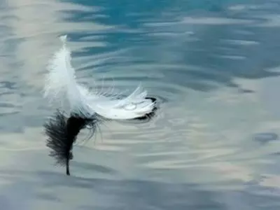 A white feather sitting on top of the water