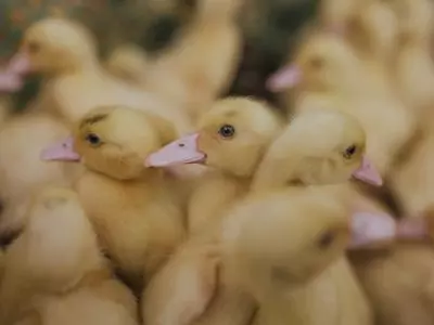 ducklings in a group
