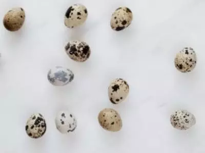 Many quail eggs with various patterns