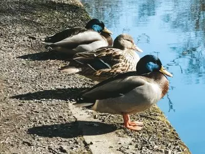 How-To-Keep-A-Duck-Pond-Clean