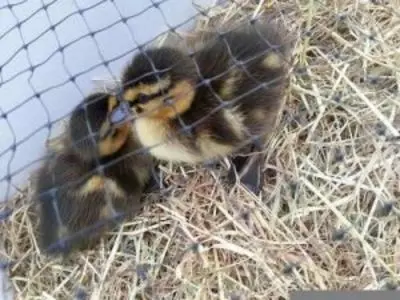two ducklings in a pen with straw and a fence