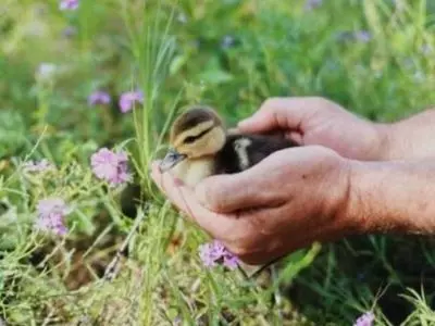 Person holding a baby duck