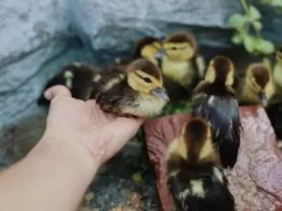 Person holding a few baby ducks