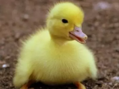 Cute yellow duckling