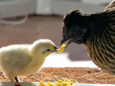 A mother quail with her quail chick