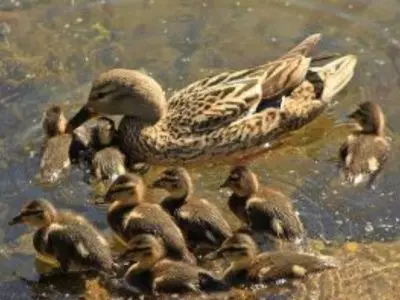 ducks and ducklings