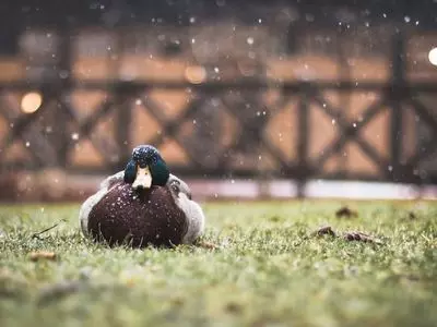 Mallard drake sitting in the snow