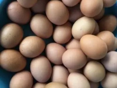 Multiple brown duck eggs