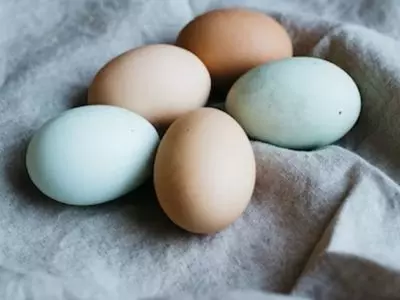 Five duck eggs of various colors
