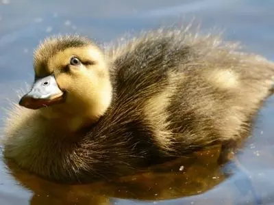 Duck in water