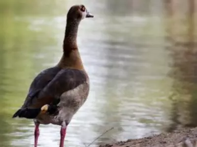 How to Pick Up a Duck - Handling Ducks SAFELY