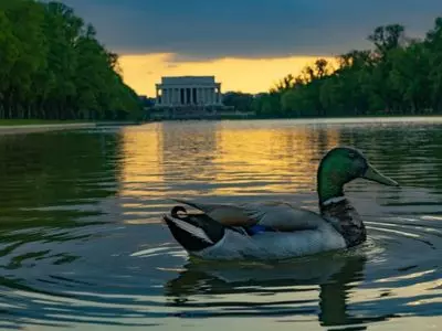 duck swimming in pond