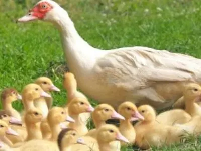 Mother duck with a group of ducklings