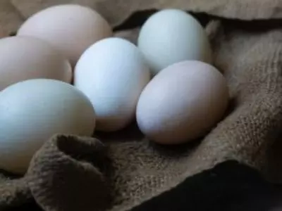 Duck eggs in a basket