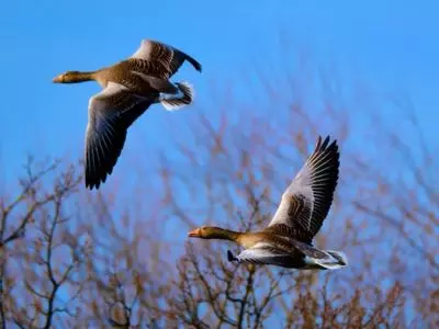 geese flying through trees
