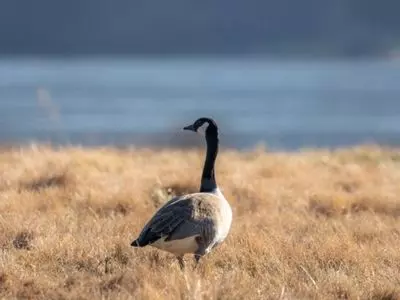 goose in field