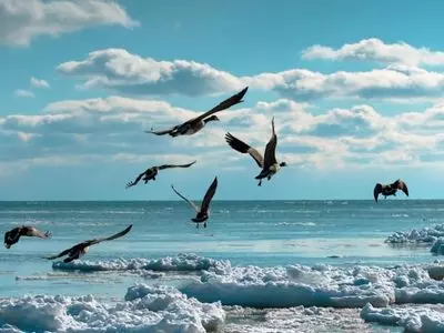 geese above icy water