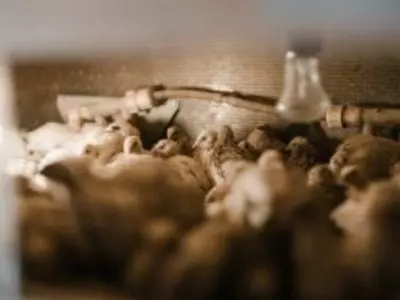 Baby quails in a hatchery