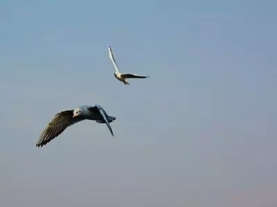 birds flying in air