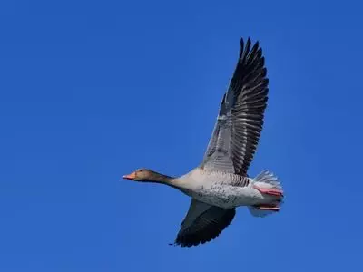 goose in air