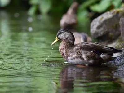 Duck in water