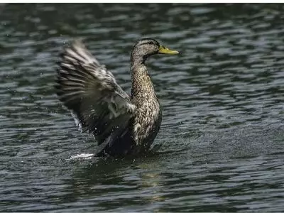 duck on water