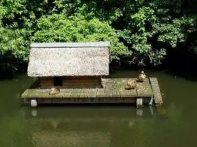 ducks on pier with a small building 