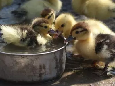 Baby ducks in a group in a tin container