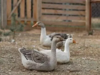 What-Are-Other-Interesting-Facts-There-About-Geese