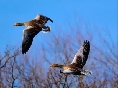 geese flying in sky