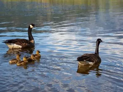 geese in water with their goslings