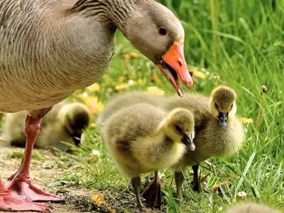 mother duck with ducklings