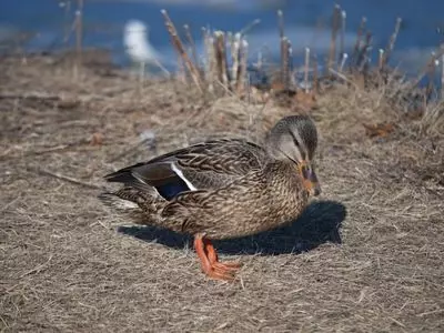 Brown duck standing on the ground