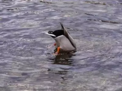 Duck diving into water with feet in the air