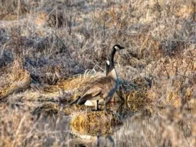 Goose in tall brown grass