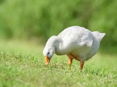 goose in the grass