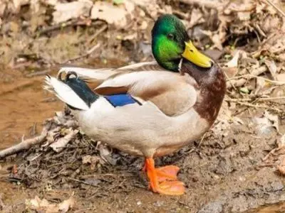 what is a male duck called?