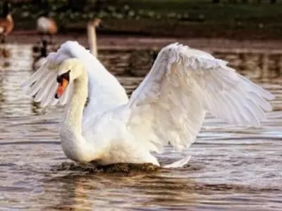 Swan with open wings in the water
