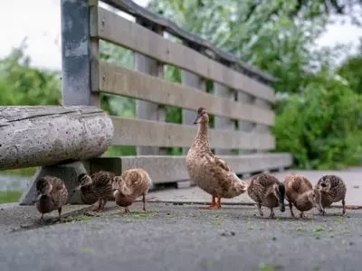Many ducks in a line