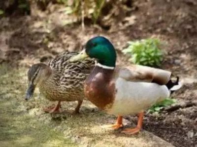 Why do ducks wag their tails?