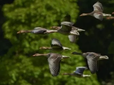 Group of geese flying in the air