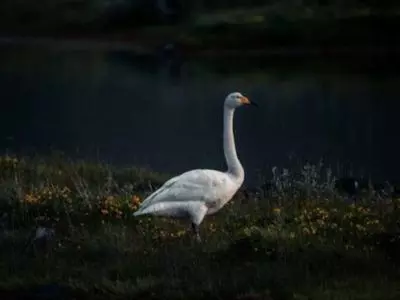 One white goose standing with dark background