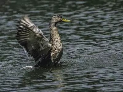 A duck in a body of water flailing its wings