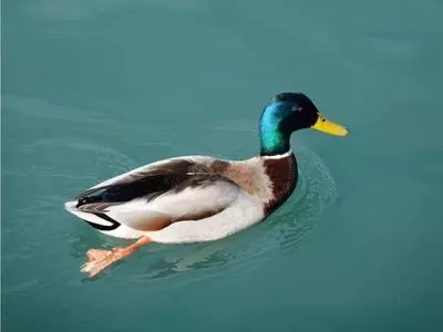 Duck swimming in a water